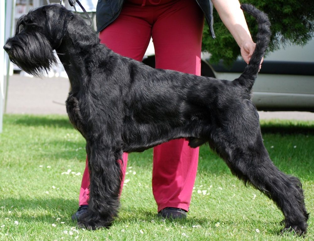 Riesenschnauzer