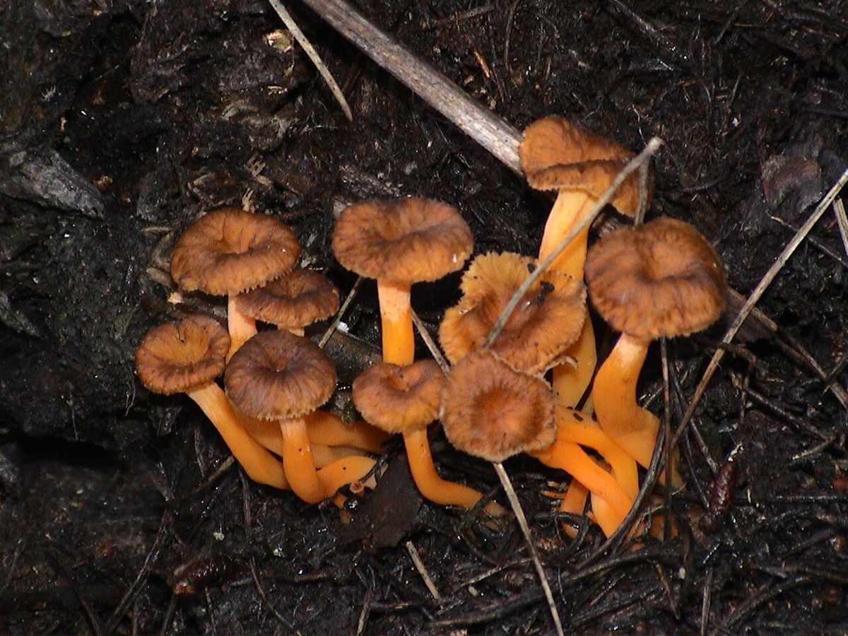 Rödgul trumpetsvamp