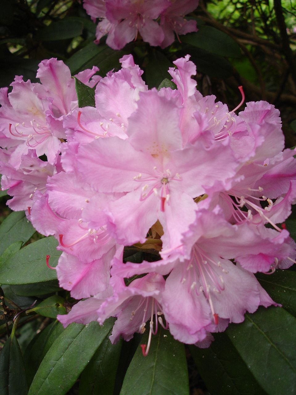 Rododendronsläktet