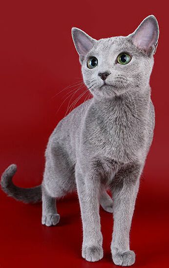 Russian blue