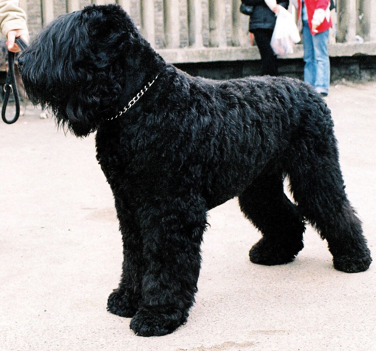 Rysk svart terrier
