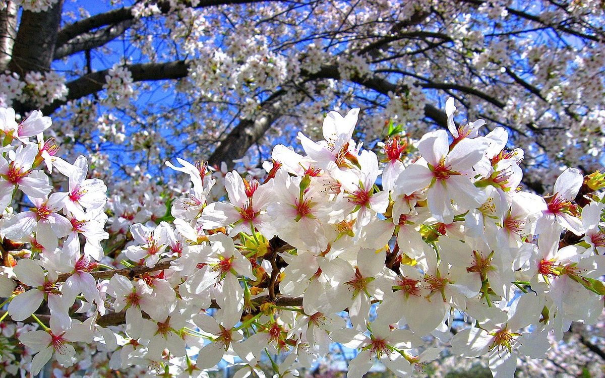 Sakura