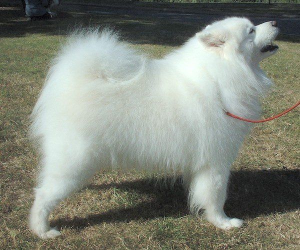Samojedhund