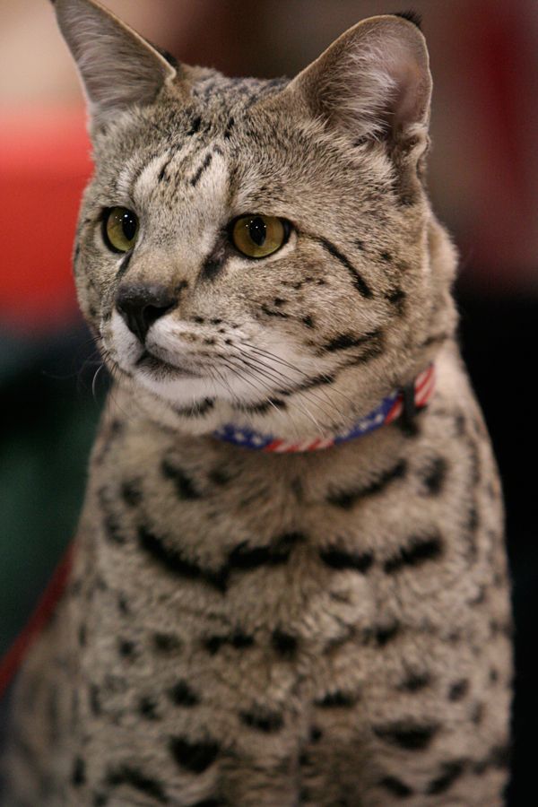 Savannah (kattras)