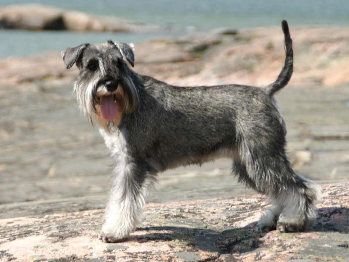 Schnauzer