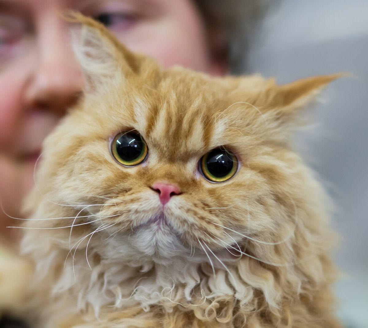 Selkirk rex