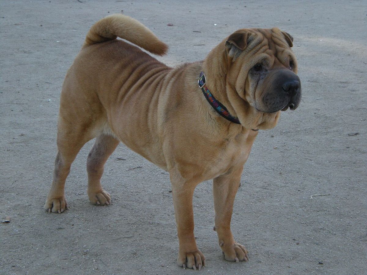 Shar pei
