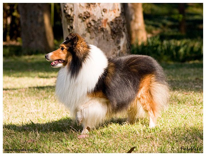 Shetland sheepdog