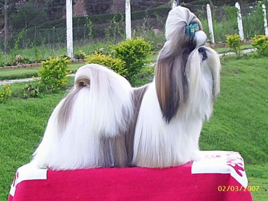 Shih tzu