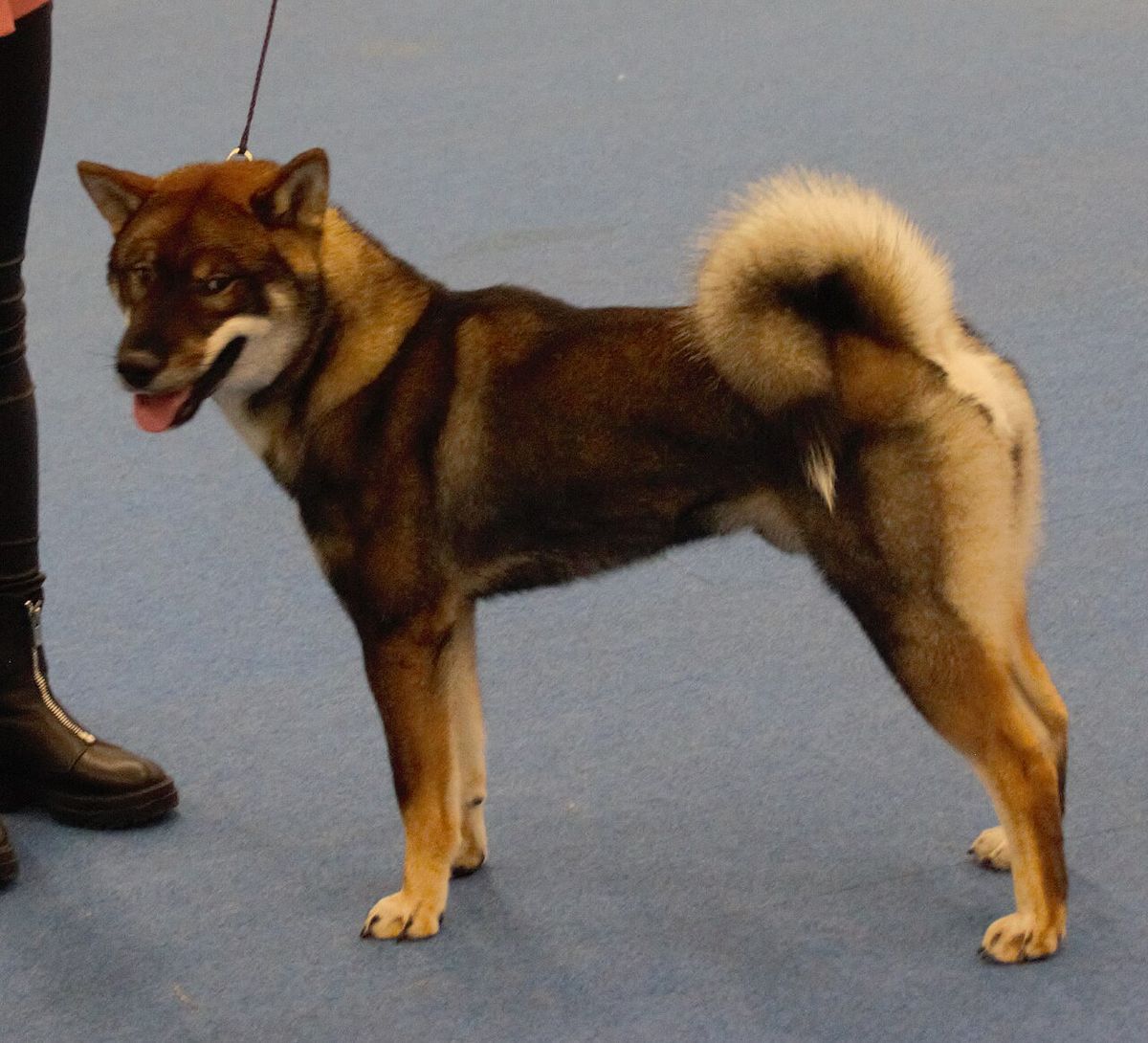 Shikoku (hundras)
