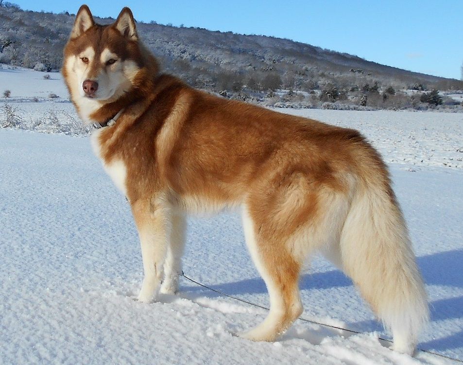Siberian husky