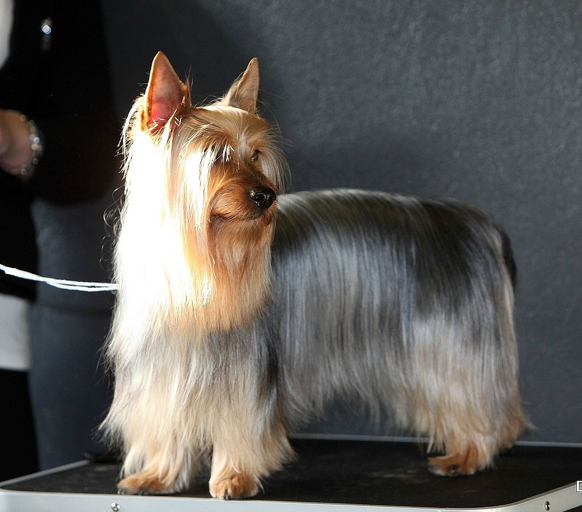 Silky terrier
