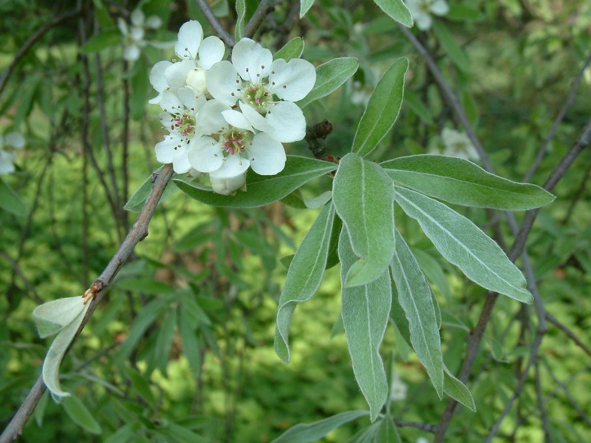 Silverpäron