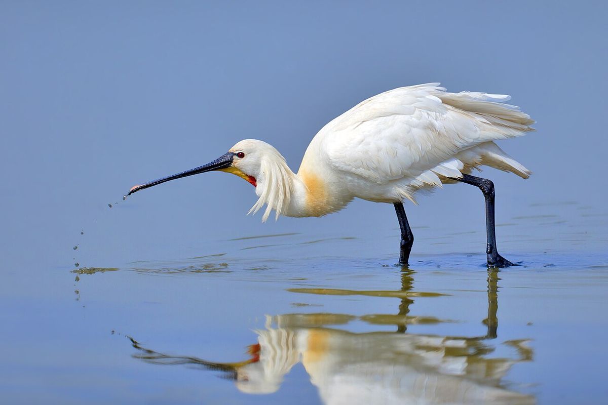 Skedstork