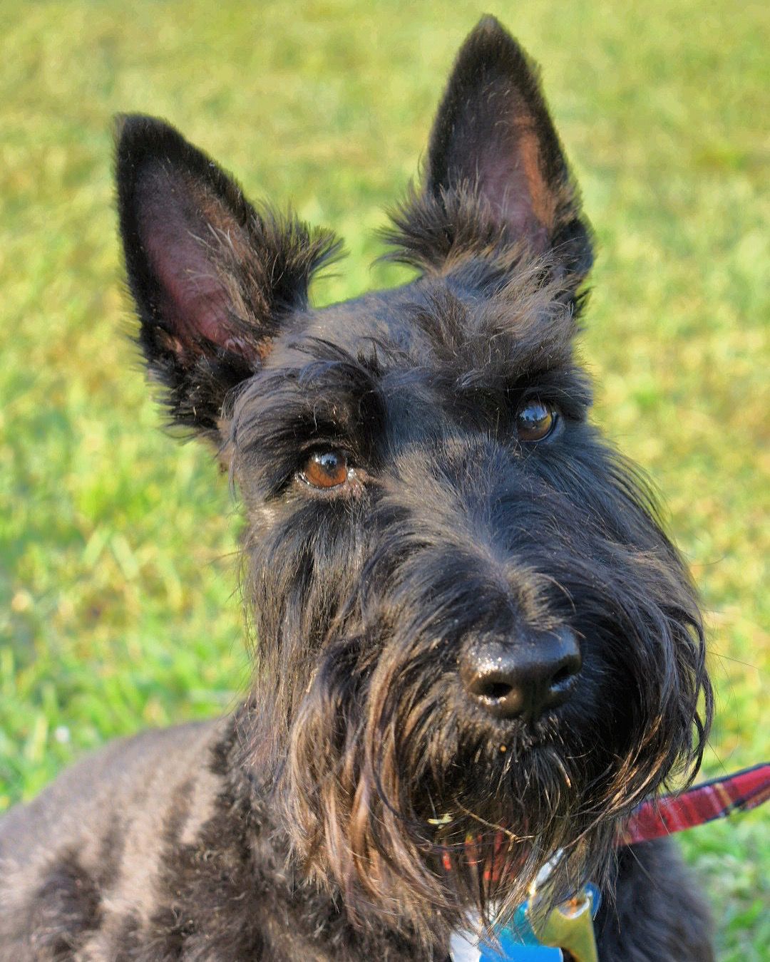 Skotsk terrier