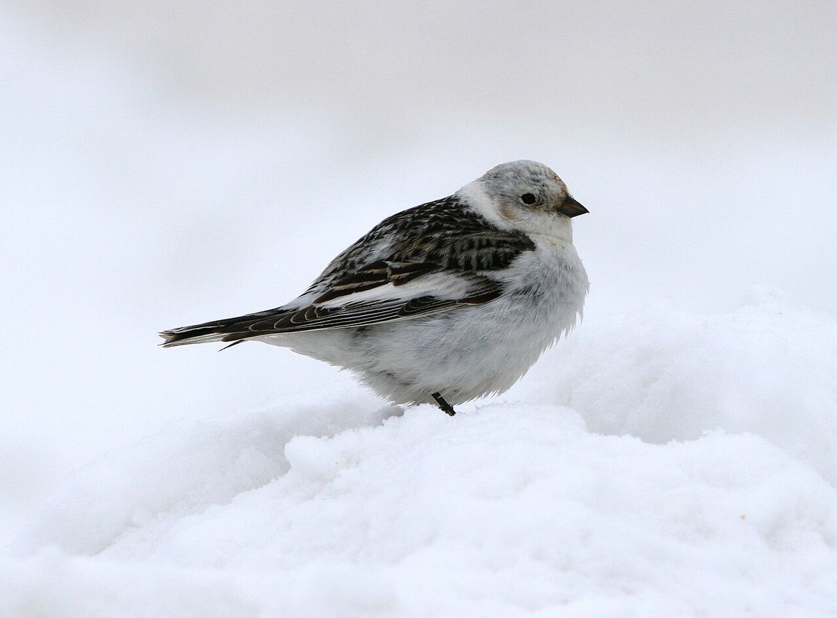 Snösparv