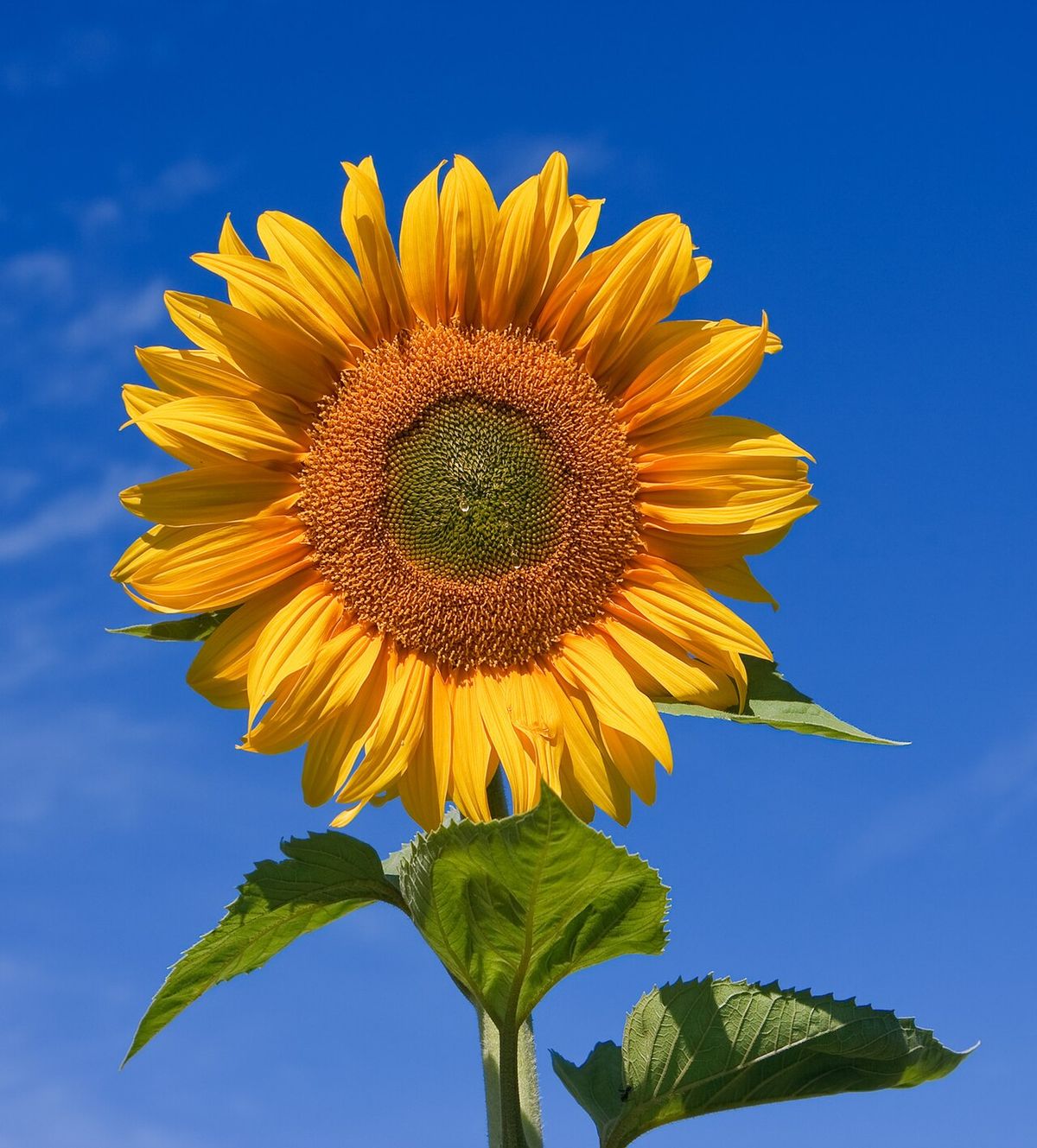 Solros