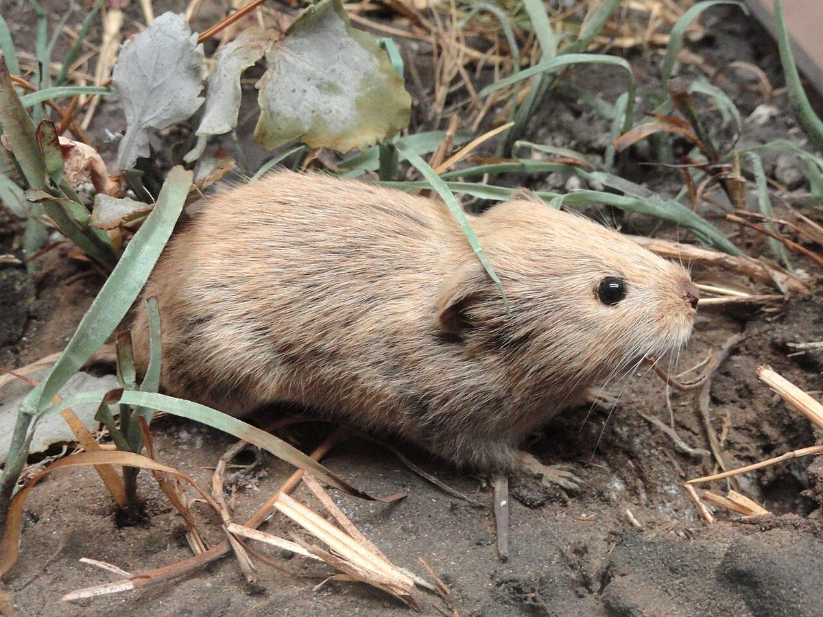 Sorkar