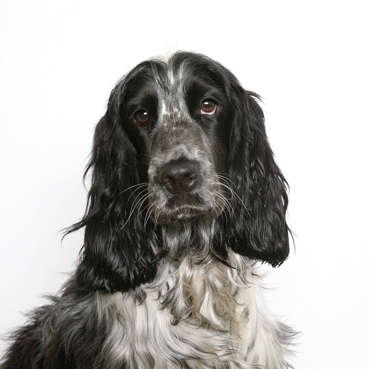 Spaniel