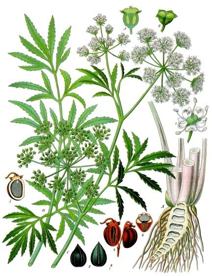Sprängört