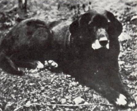 St. John's Dog