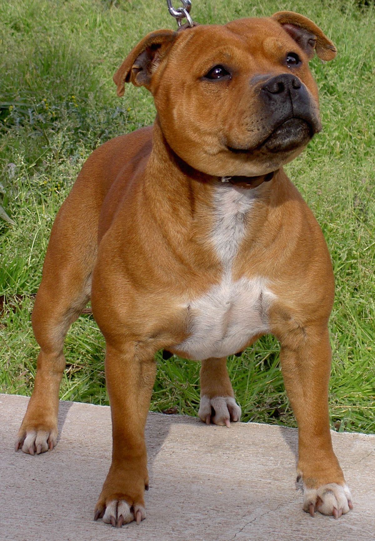 Staffordshire bullterrier