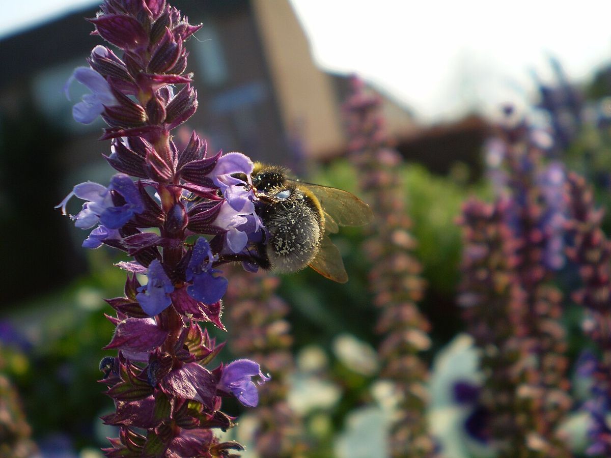 Stäppsalvia