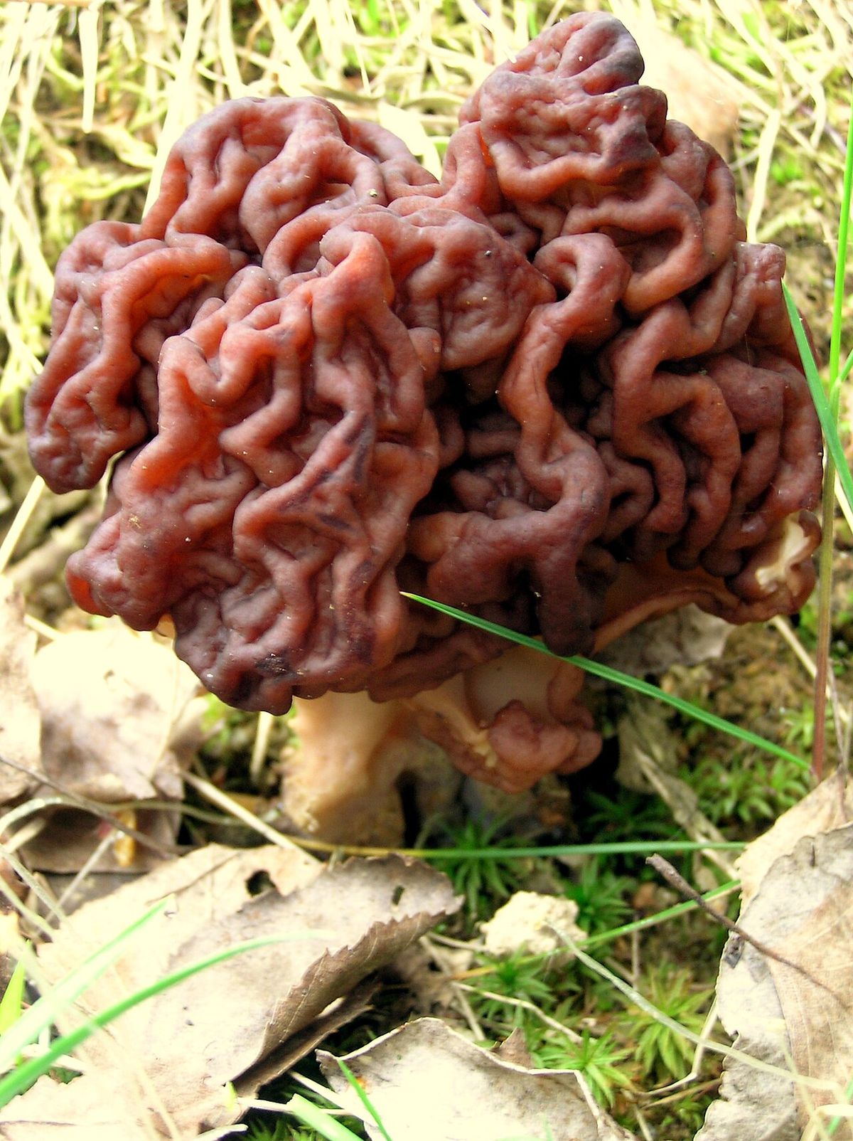 Stenmurkla