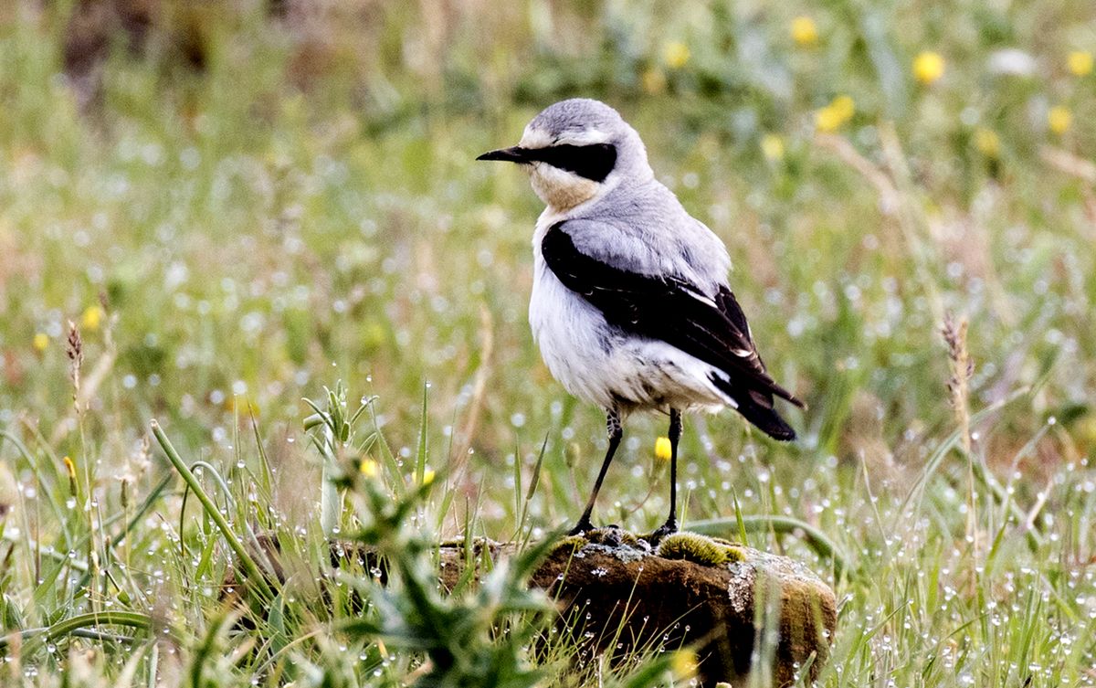 Stenskvätta