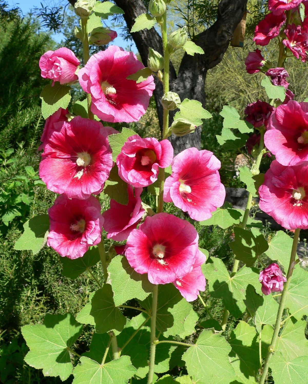 Stockros