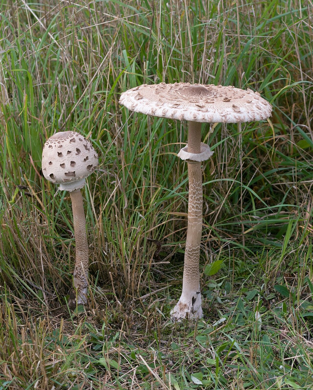 Stolt fjällskivling