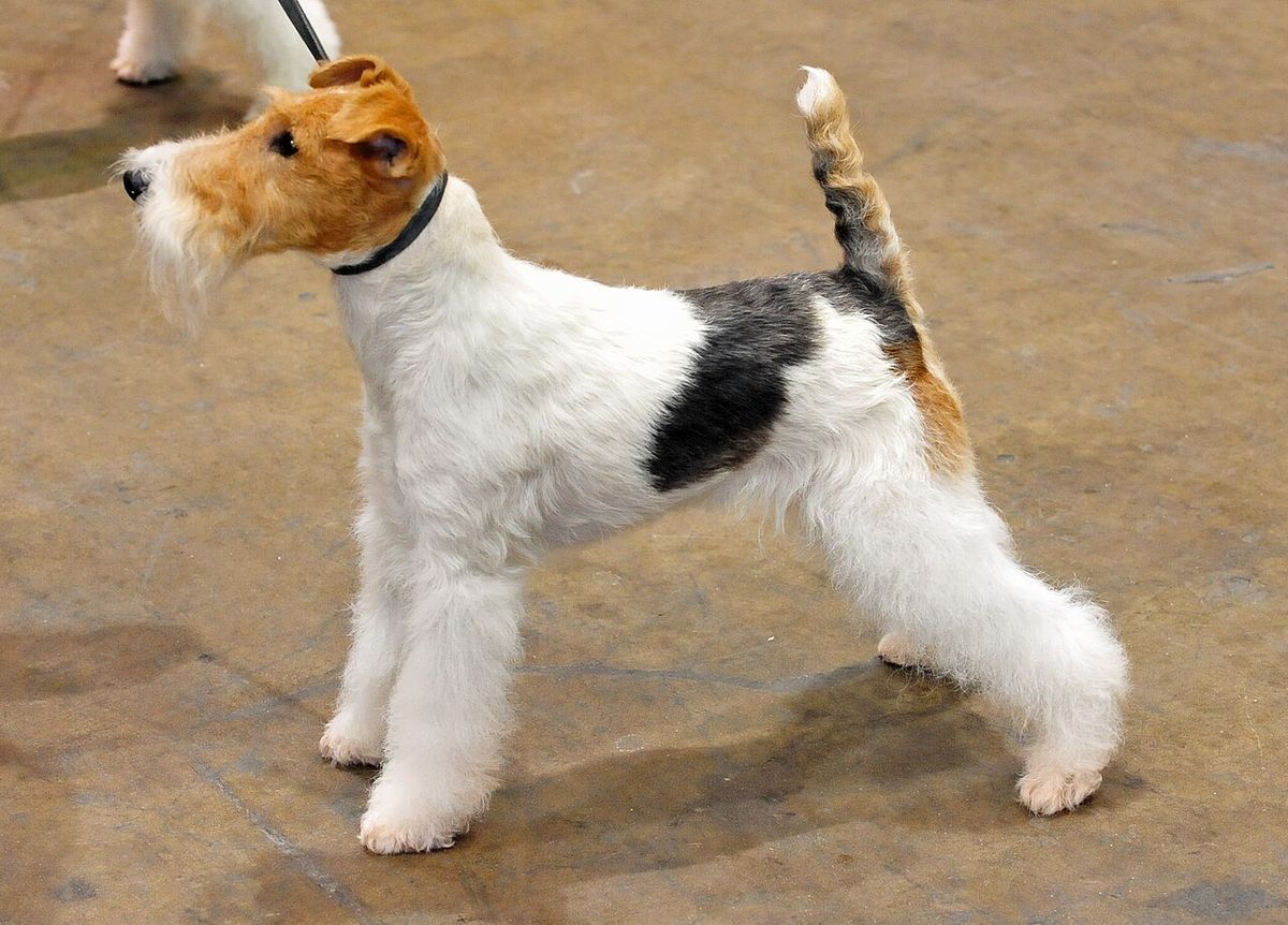 Strävhårig foxterrier
