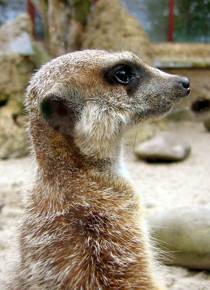 Surikat
