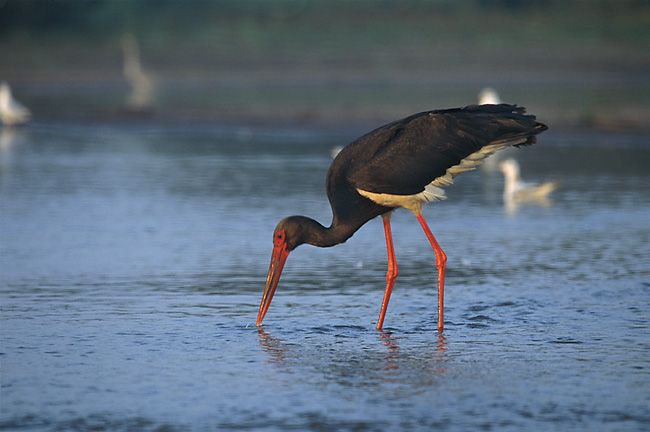 Svart stork