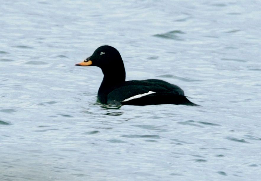 Svärta