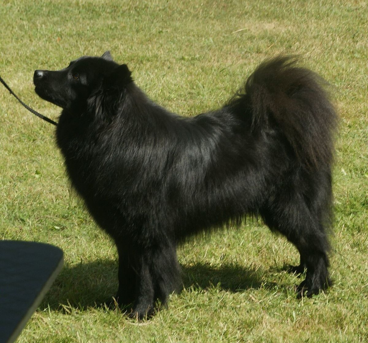 Svensk lapphund