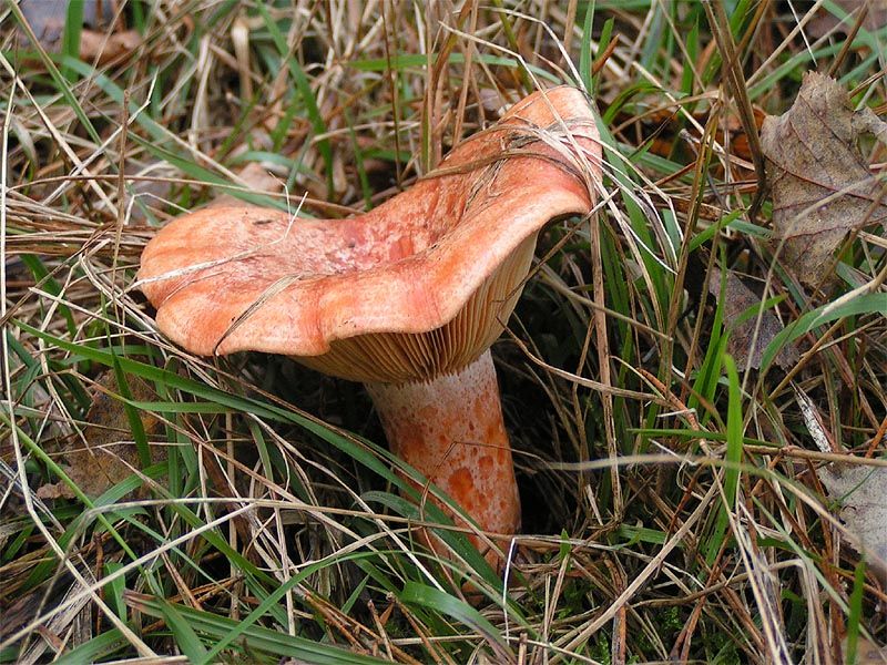 Tallblodriska