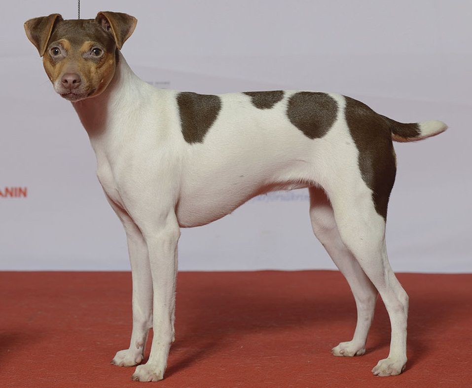 Terrier brasileiro