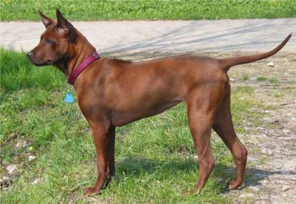 Thai ridgeback dog
