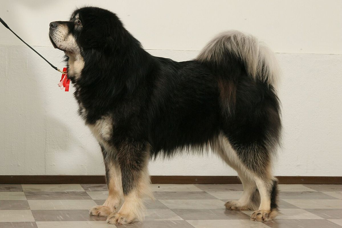 Tibetansk mastiff