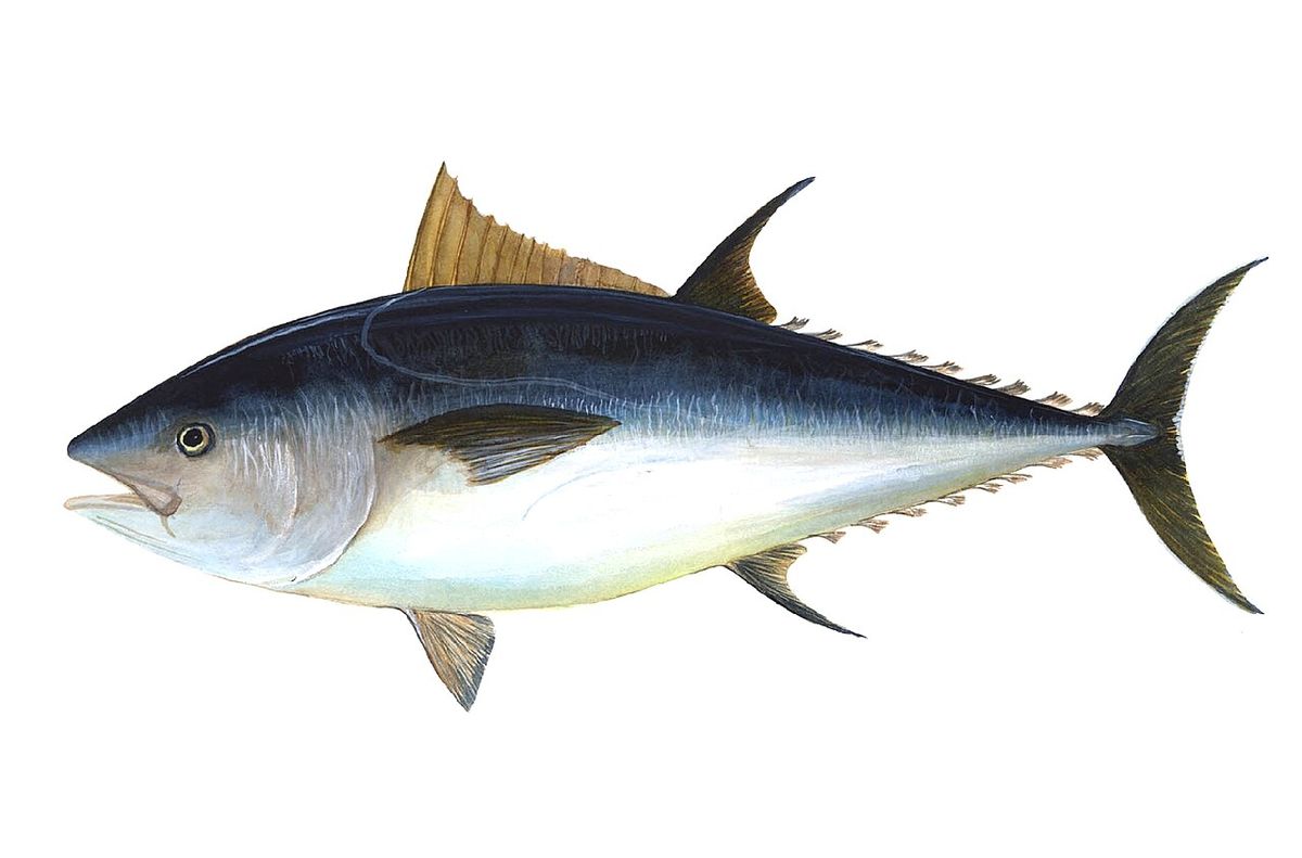 Tonfisk