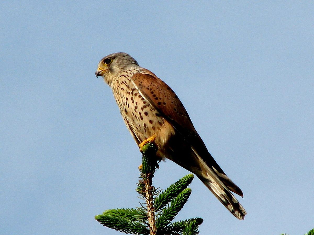 Tornfalk