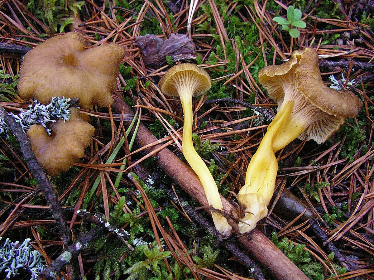 Trattkantarell