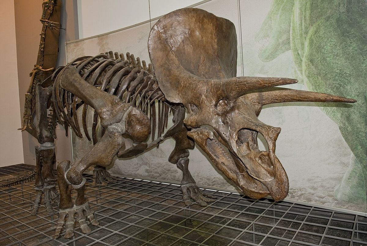 Triceratops