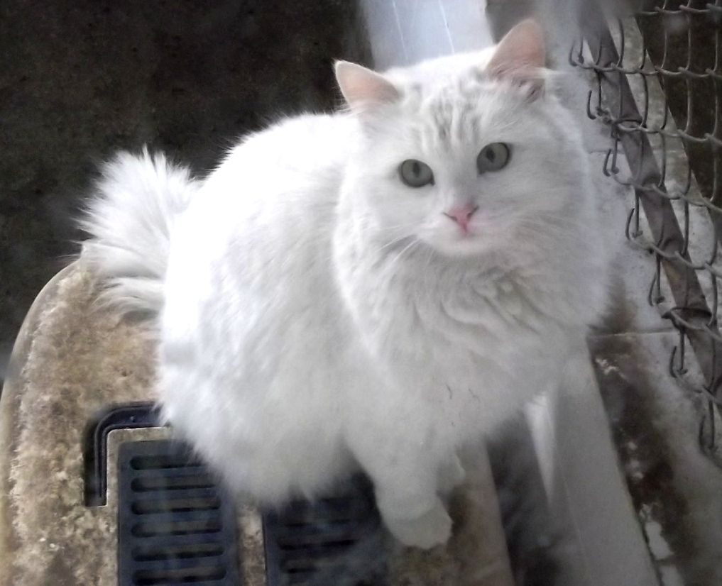 Turkisk angora