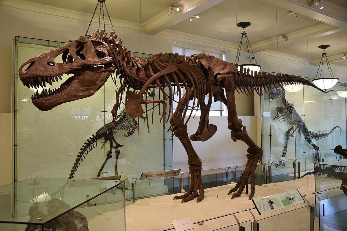 Tyrannosaurus