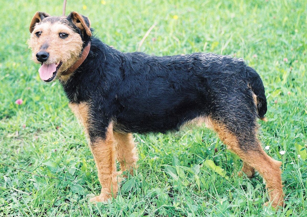 Tysk jaktterrier