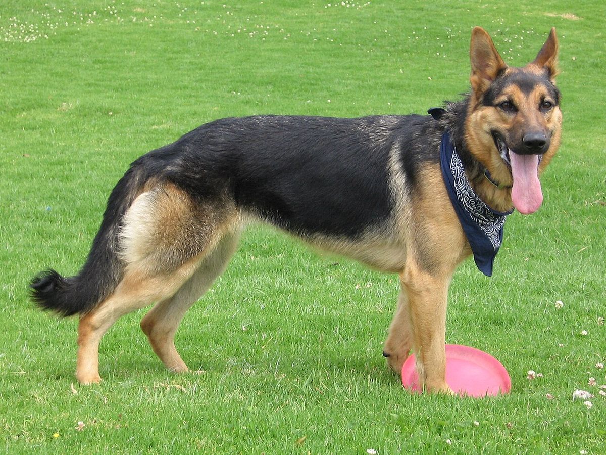 Tysk schäferhund