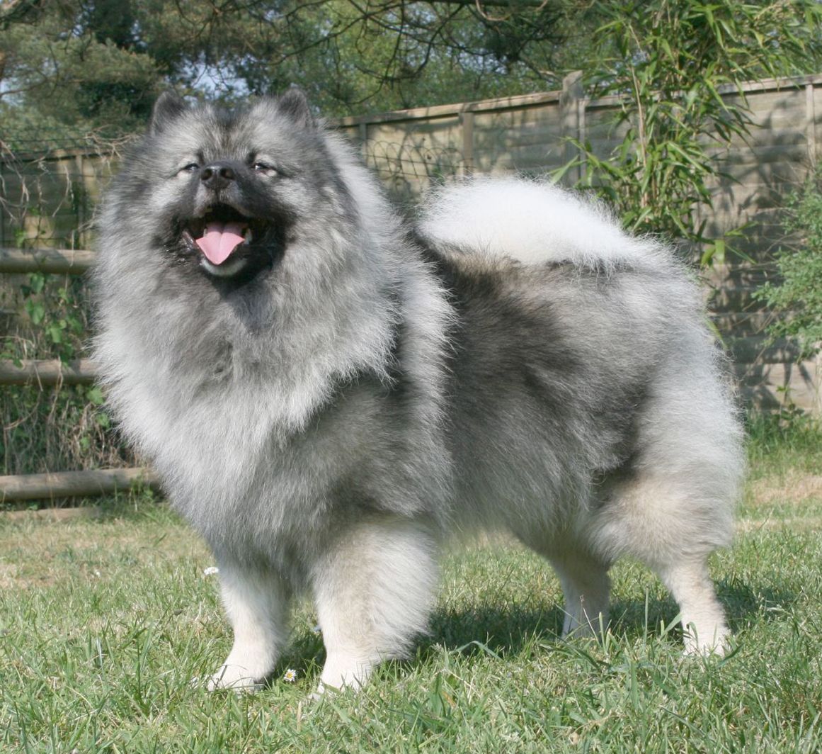 Tysk spets