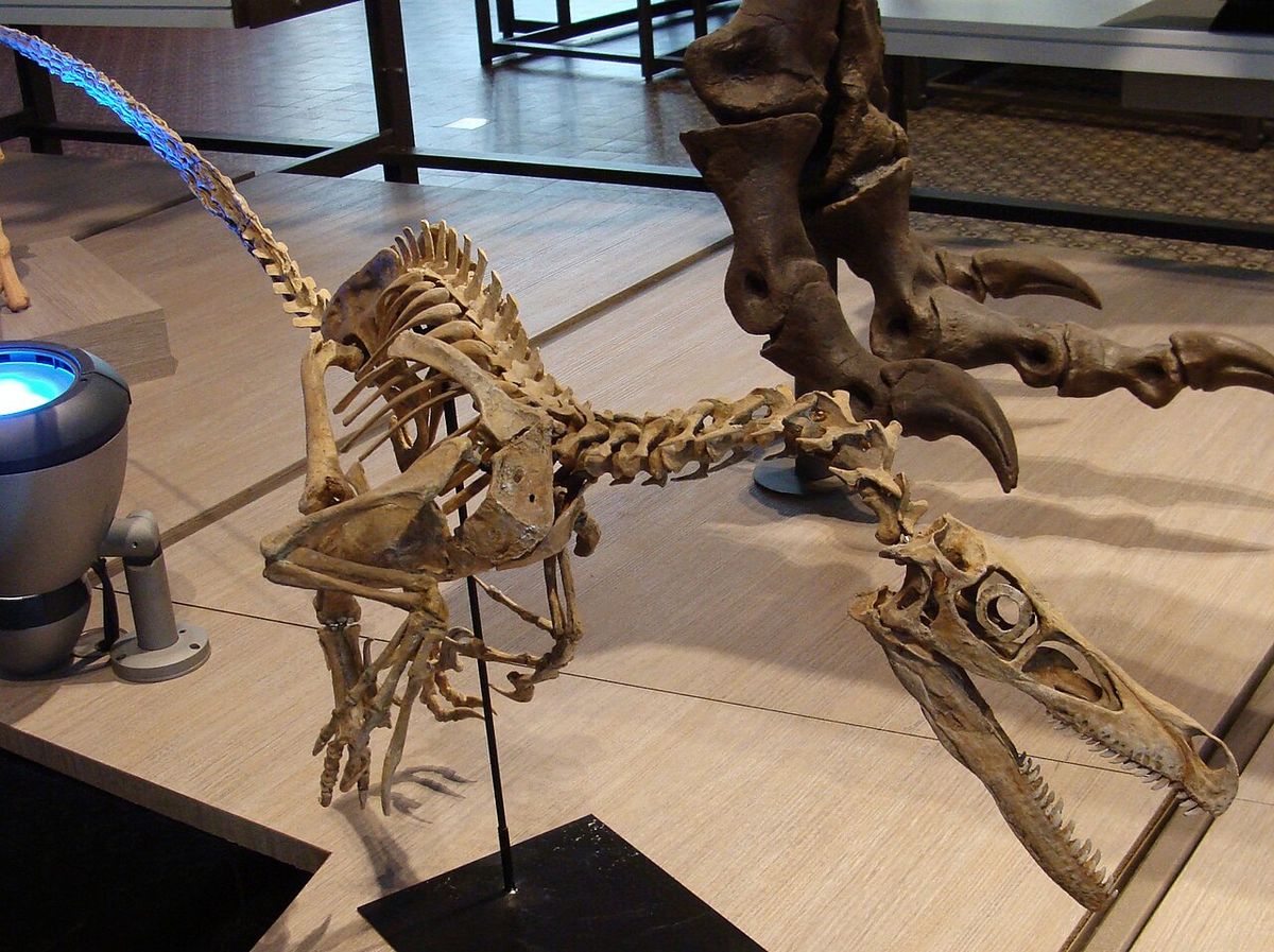 Velociraptor